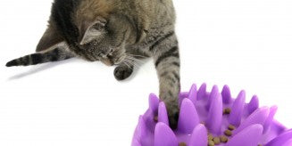 Northmate Catch Interactive Slow Feeder Food Bowl for Cat