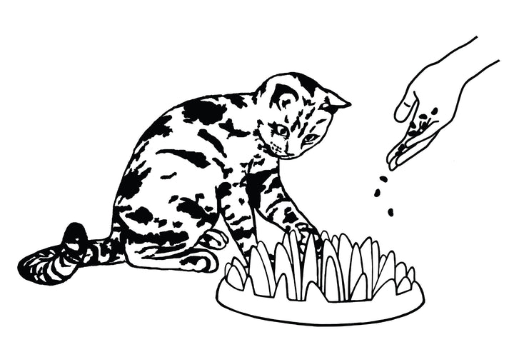 Northmate Catch Interactive Slow Feeder Food Bowl for Cat