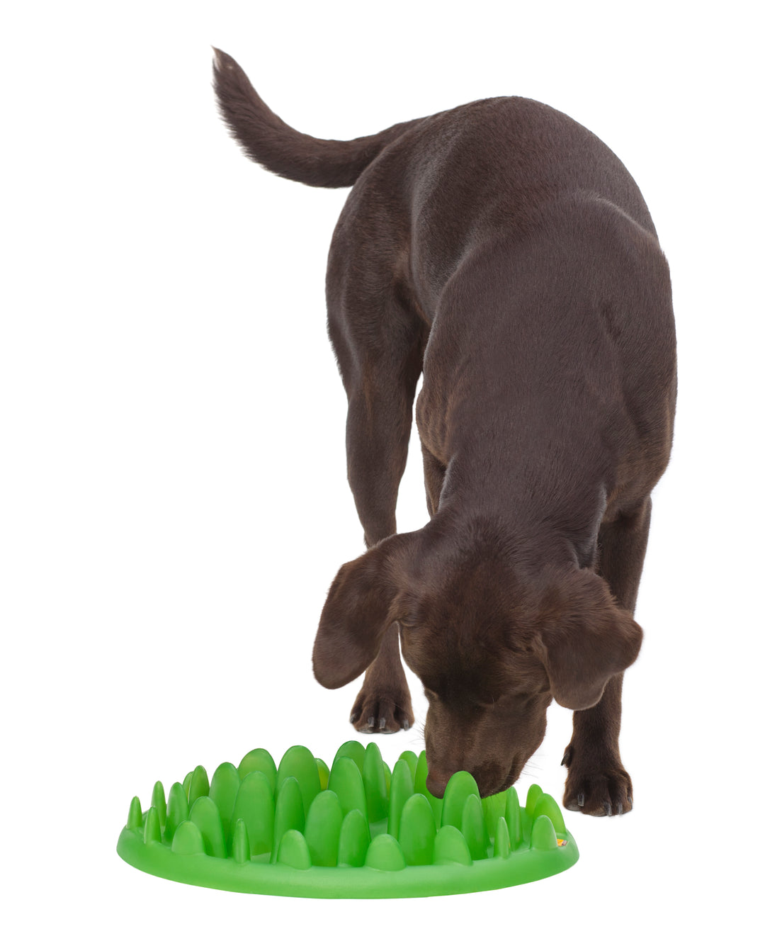 Northmate Green Interactive Slow Food Dog Bowl
