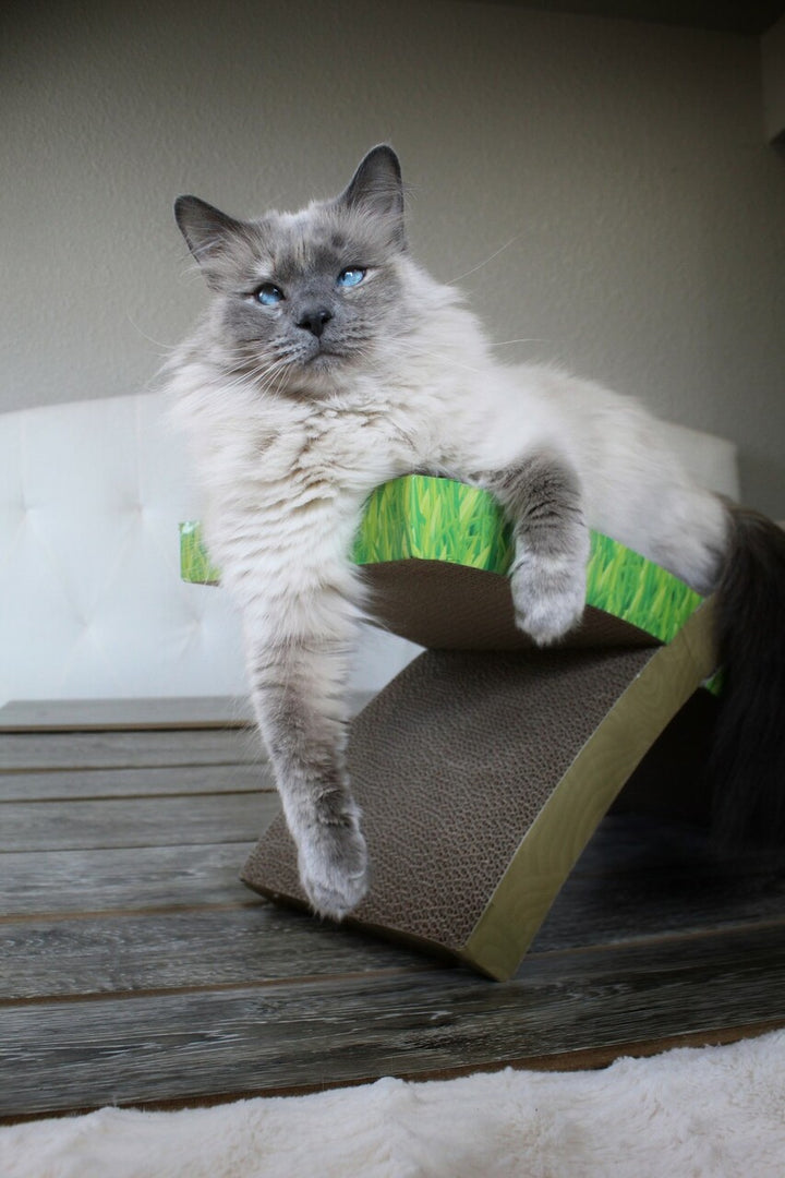 The Petstages Easy Life Hammock Cat Scratcher